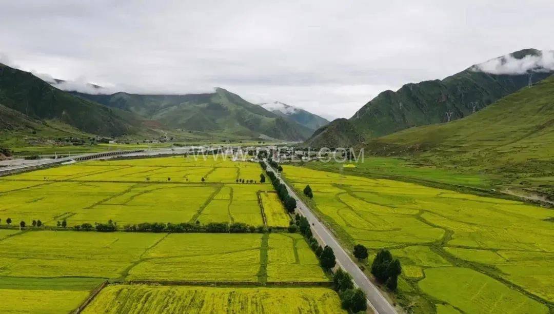 西藏企鵝糧油機械設備案例之墨竹工卡縣小油菜榨油廠項目(圖7)